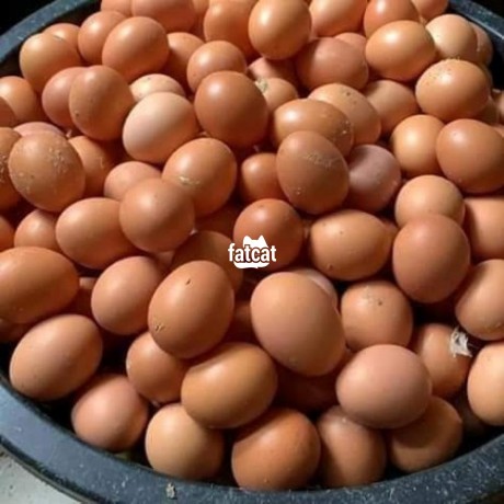 Classified Ads In Nigeria, Best Post Free Ads - create-of-eggs-big-0