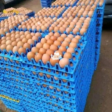 Classified Ads In Nigeria, Best Post Free Ads - fresh-eggs-big-0