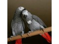 african-grey-parrot-small-2