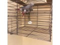 african-grey-parrot-small-1