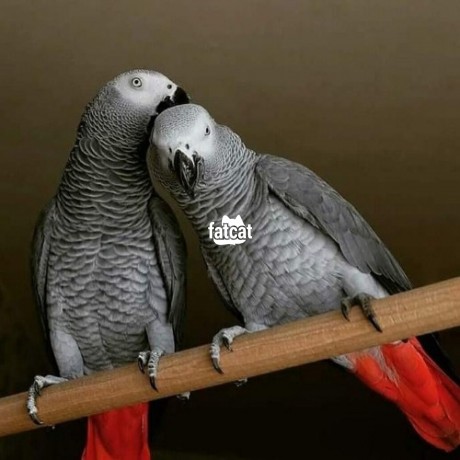 Classified Ads In Nigeria, Best Post Free Ads - african-grey-parrot-big-2