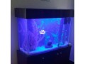 aquarium-small-0