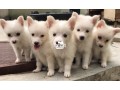 eskimo-dogs-small-0