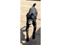 solid-cane-corso-small-2