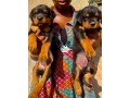 rotweiller-both-puppies-and-adults-small-1
