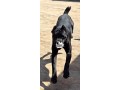 solid-adult-male-cane-corso-small-0