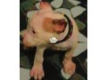 solid-american-pitbull-terrier-puppy-small-1