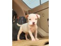 solid-american-pitbull-terrier-puppy-small-2