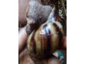 snails-in-enugu-small-2