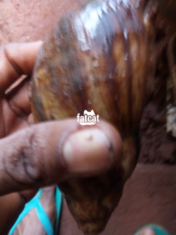 Classified Ads In Nigeria, Best Post Free Ads - snails-in-enugu-big-1