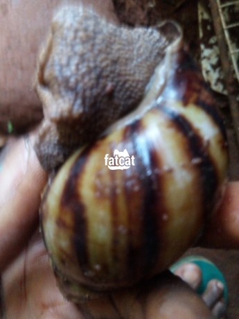 Classified Ads In Nigeria, Best Post Free Ads - snails-in-enugu-big-2