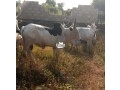 cow-for-sale-small-1
