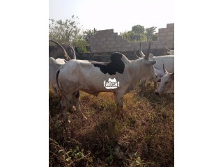 Cow for sale