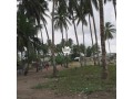 for-sale-5-plots-of-land-with-coconut-on-it-at-badagry-town-small-0