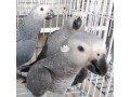 african-grey-parrot-small-1