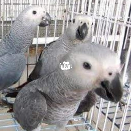 Classified Ads In Nigeria, Best Post Free Ads - african-grey-parrot-big-1