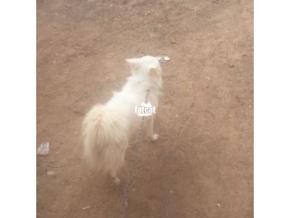 I want to sell my Eskimo dog is 1 year 2 months