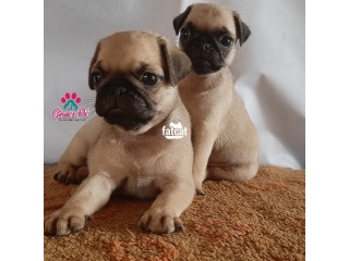 Pug puppies