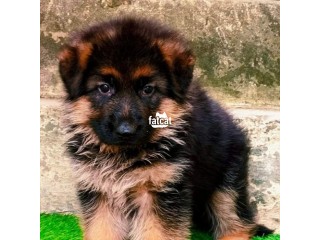 German Shepherd