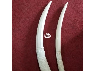 Unique original Elephant tusks