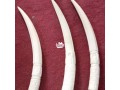 unique-original-elephant-tusks-small-0