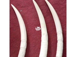 Unique original elephant tusks