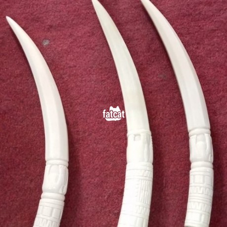 Classified Ads In Nigeria, Best Post Free Ads - unique-original-elephant-tusks-big-0