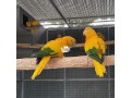 african-grey-parrots-white-colour-and-yellow-colour-small-3