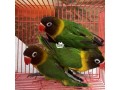 african-grey-parrots-white-colour-and-yellow-colour-small-2