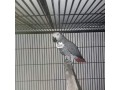 african-grey-parrots-white-colour-and-yellow-colour-small-0