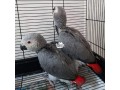 african-grey-parrots-white-colour-and-yellow-colour-small-1