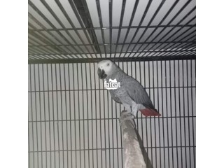 African grey parrots white colour and yellow colour