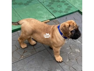 Bullmastiff puppy for sale