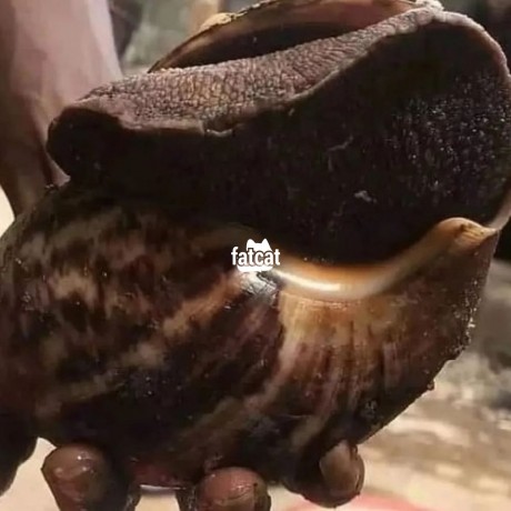 Classified Ads In Nigeria, Best Post Free Ads - snail-big-2