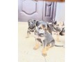 gsd-puppies-small-0