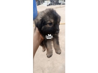 German Sherpherd pure breed puppies