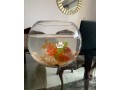 fish-bowl-aquarium-small-1