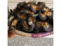 we-have-dry-and-fresh-snail-for-sale-small-2