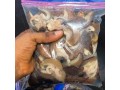 we-have-dry-and-fresh-snail-for-sale-small-0