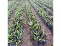 oil-palm-seedlings-for-sale-small-1