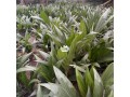 oil-palm-seedlings-for-sale-small-3