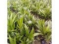 oil-palm-seedlings-for-sale-small-0