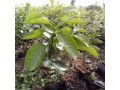 budded-citrus-seedlings-for-sale-small-1