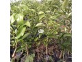budded-citrus-seedlings-for-sale-small-0
