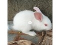 hylas-breeds-of-rabbits-small-3