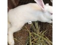 hylas-breeds-of-rabbits-small-2