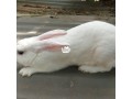 hylas-breeds-of-rabbits-small-0