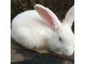 hylas-breeds-of-rabbits-small-1