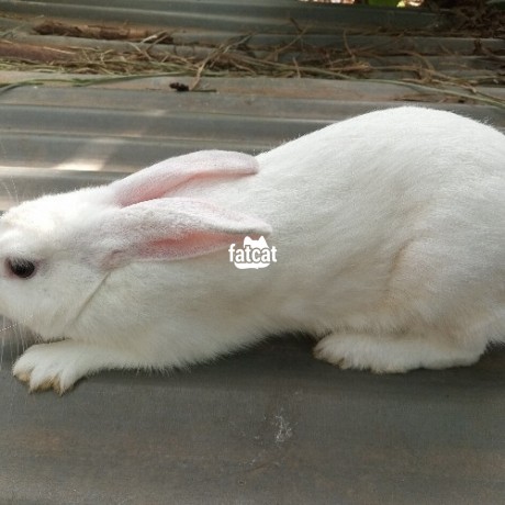 Classified Ads In Nigeria, Best Post Free Ads - hylas-breeds-of-rabbits-big-0