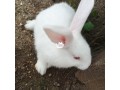 weaners-rabbits-small-3